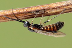 Strongylogaster mixta