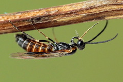 Strongylogaster mixta