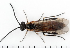 Strongylogaster mixta
