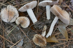 Hebeloma albidulum