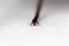 Strongylogaster mixta