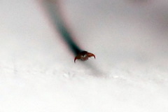 Strongylogaster mixta