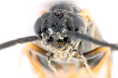 Strongylogaster mixta