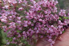 Erica nutans