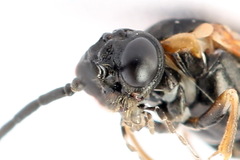 Strongylogaster mixta