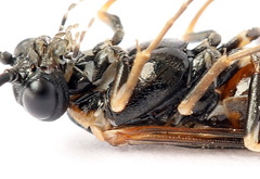 Strongylogaster mixta