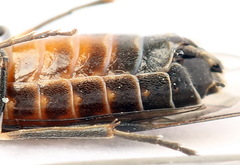 Strongylogaster mixta