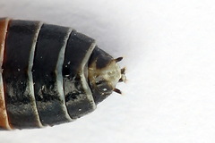 Strongylogaster mixta