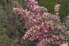 Erica nutans