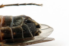 Strongylogaster mixta