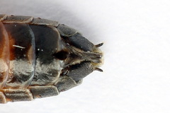 Strongylogaster mixta