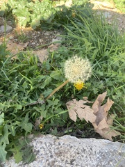 Taraxacum