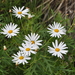 Marguerite Daisy - Photo (c) Tony Wills, some rights reserved (CC BY-SA), uploaded by Tony Wills