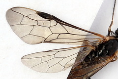 Strongylogaster mixta