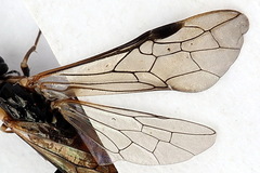 Strongylogaster mixta