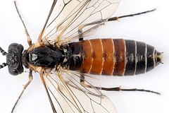 Strongylogaster mixta