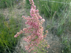Erica nutans