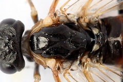 Strongylogaster mixta