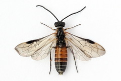 Strongylogaster mixta