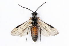 Strongylogaster mixta