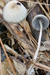 Psathyrella amarescens