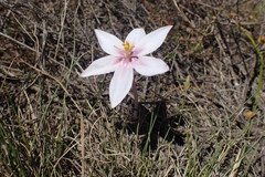 Gethyllis spiralis