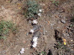 Gethyllis spiralis