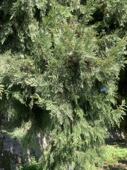 Cupressus glabra