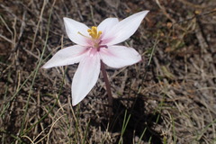 Gethyllis spiralis