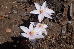 Gethyllis spiralis