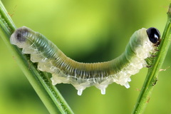 Strongylogaster mixta