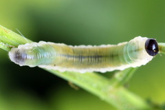 Strongylogaster mixta