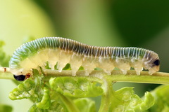 Strongylogaster mixta