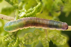 Strongylogaster mixta