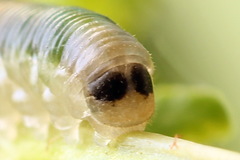 Strongylogaster mixta