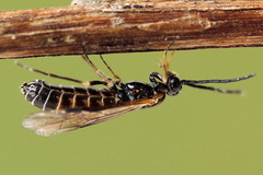 Strongylogaster mixta