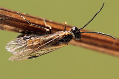 Strongylogaster mixta