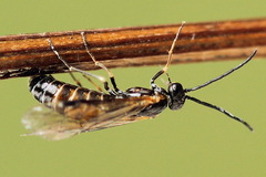 Strongylogaster mixta