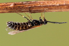 Strongylogaster mixta