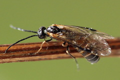 Strongylogaster mixta