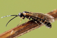 Strongylogaster mixta