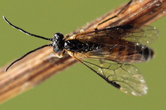 Strongylogaster mixta