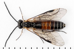 Strongylogaster mixta