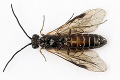 Strongylogaster mixta