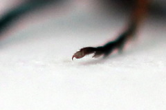 Strongylogaster mixta