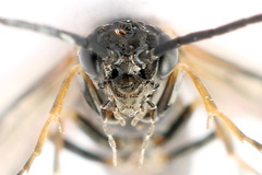 Strongylogaster mixta