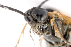 Strongylogaster mixta