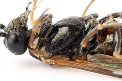 Strongylogaster mixta