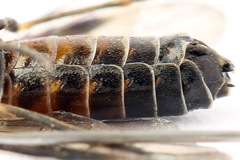 Strongylogaster mixta