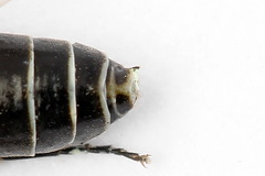 Strongylogaster mixta